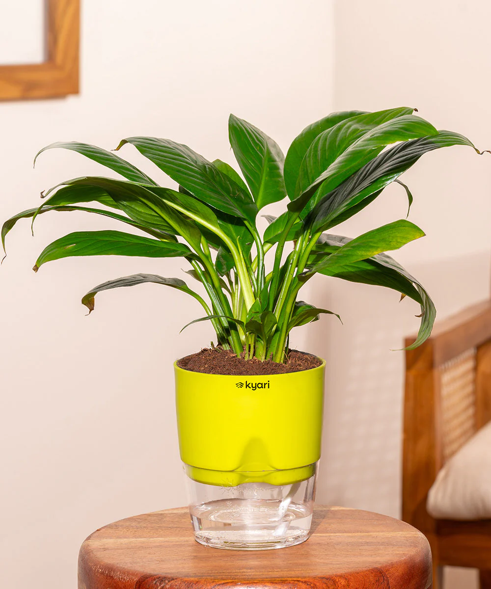 Product image 109