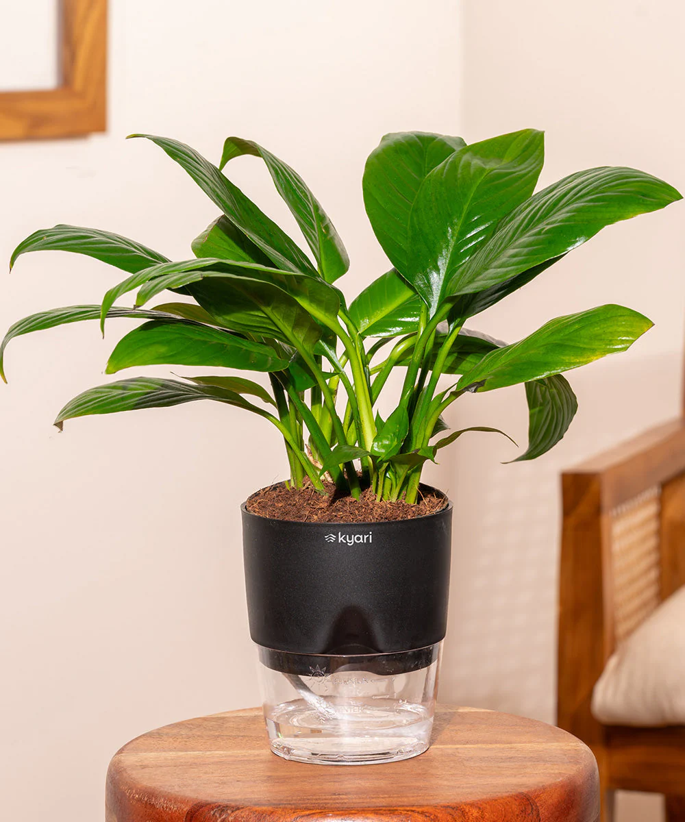 Product image 121
