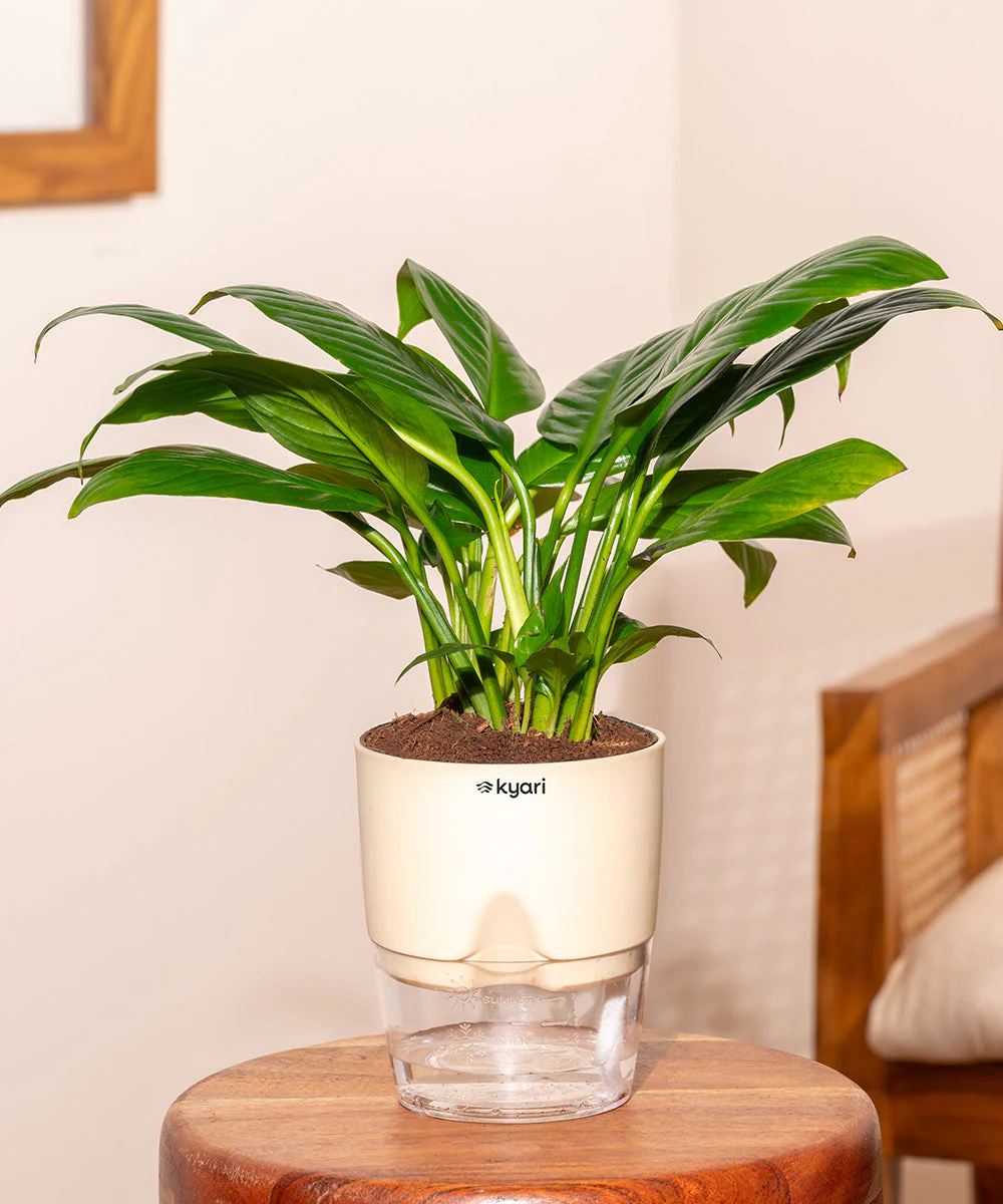 Product image 143