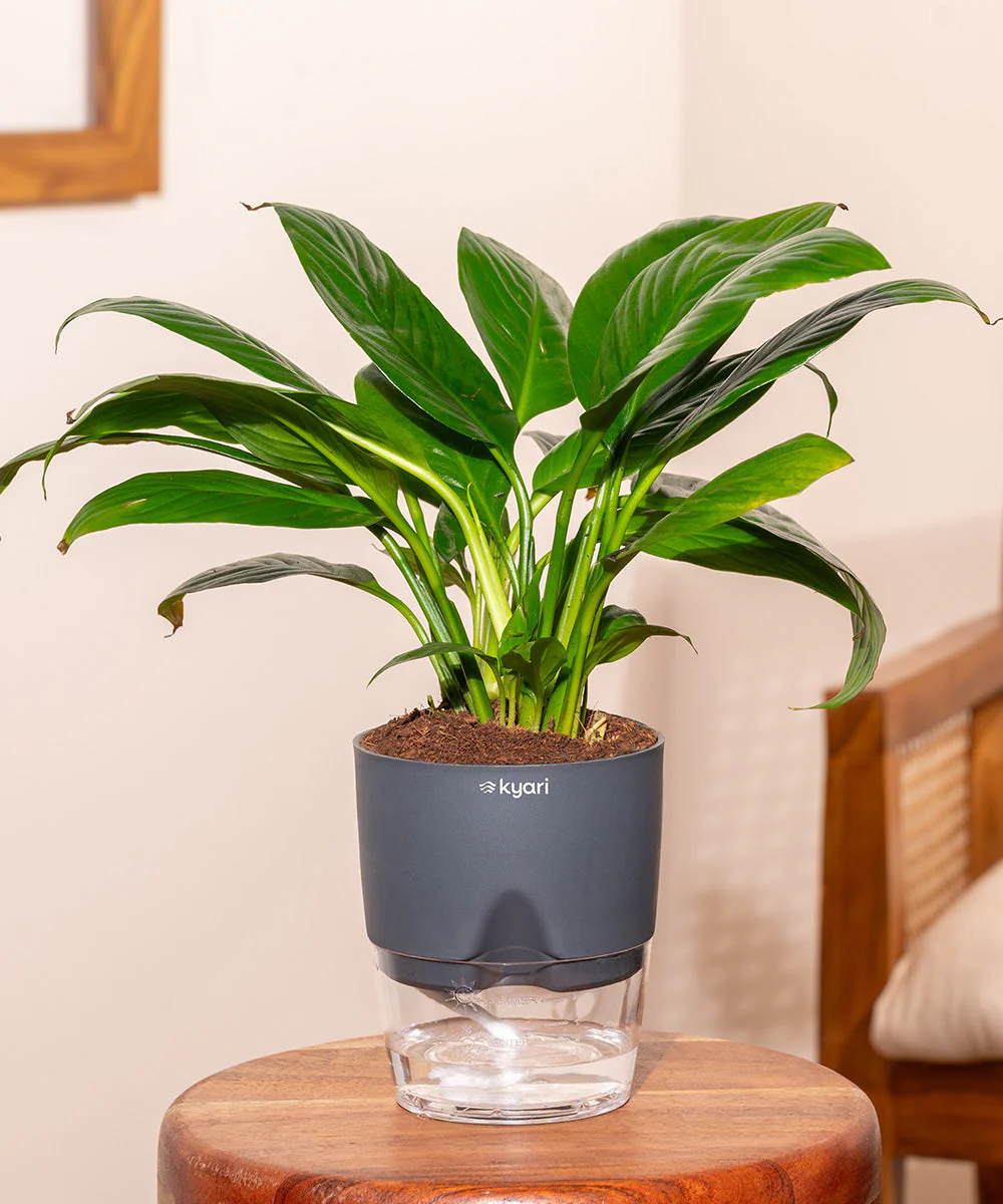 Product image 146