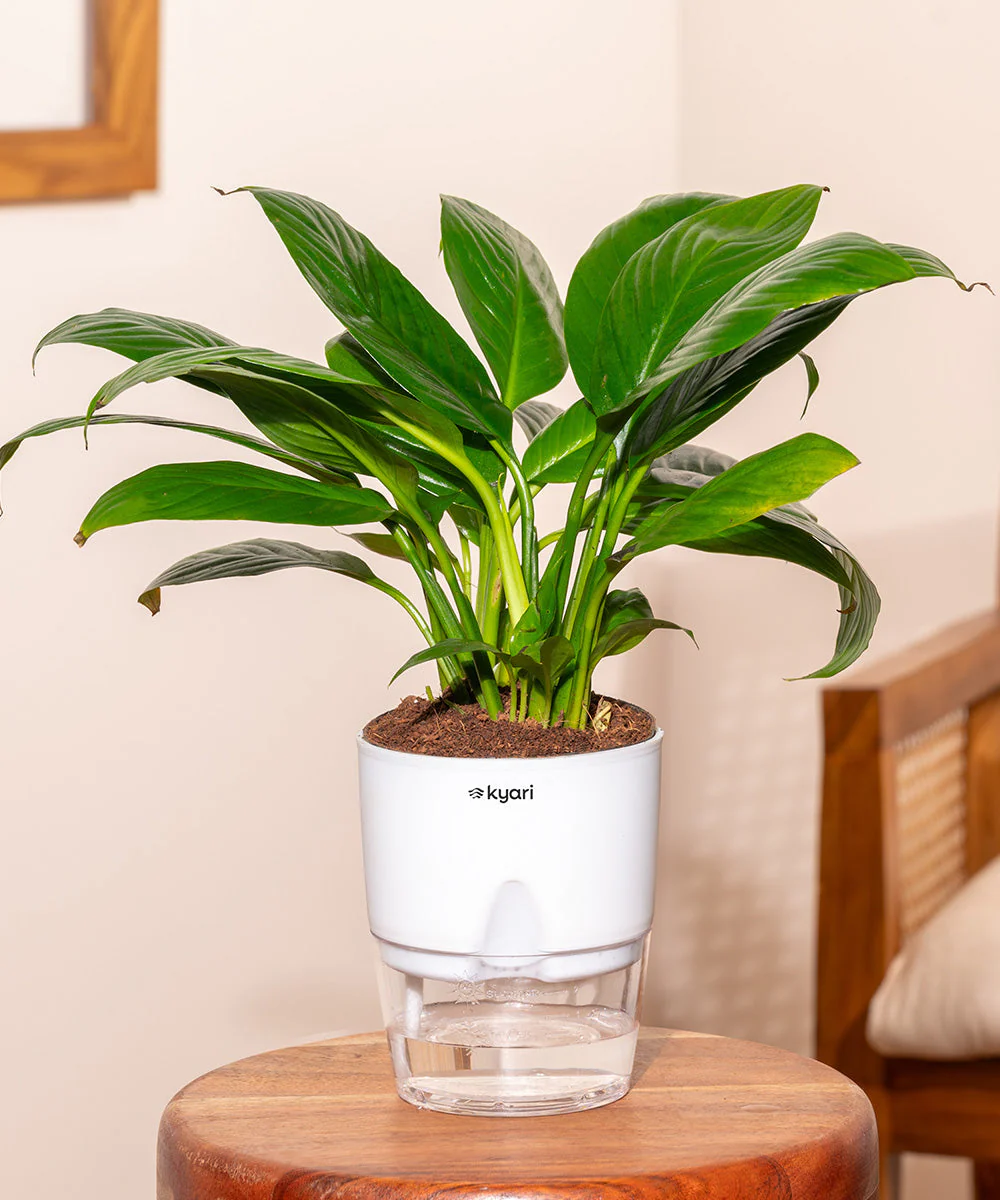 Product image 92